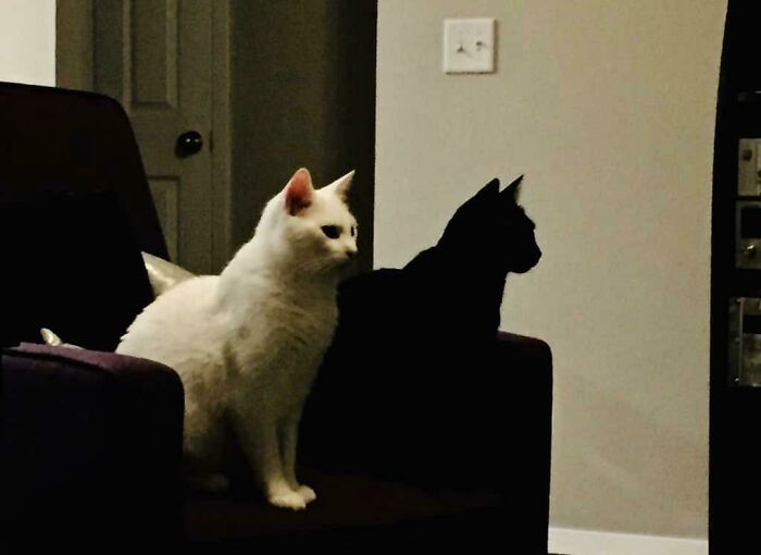 Un gatto bianco dall'ombra nera