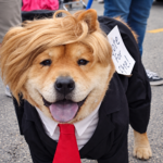 Dolcetto o crocchetta? Halloween quest’anno è da cani: le foto matte