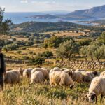 Sardegna regina del biologico in Europa, ma c'è un dato che preoccupa