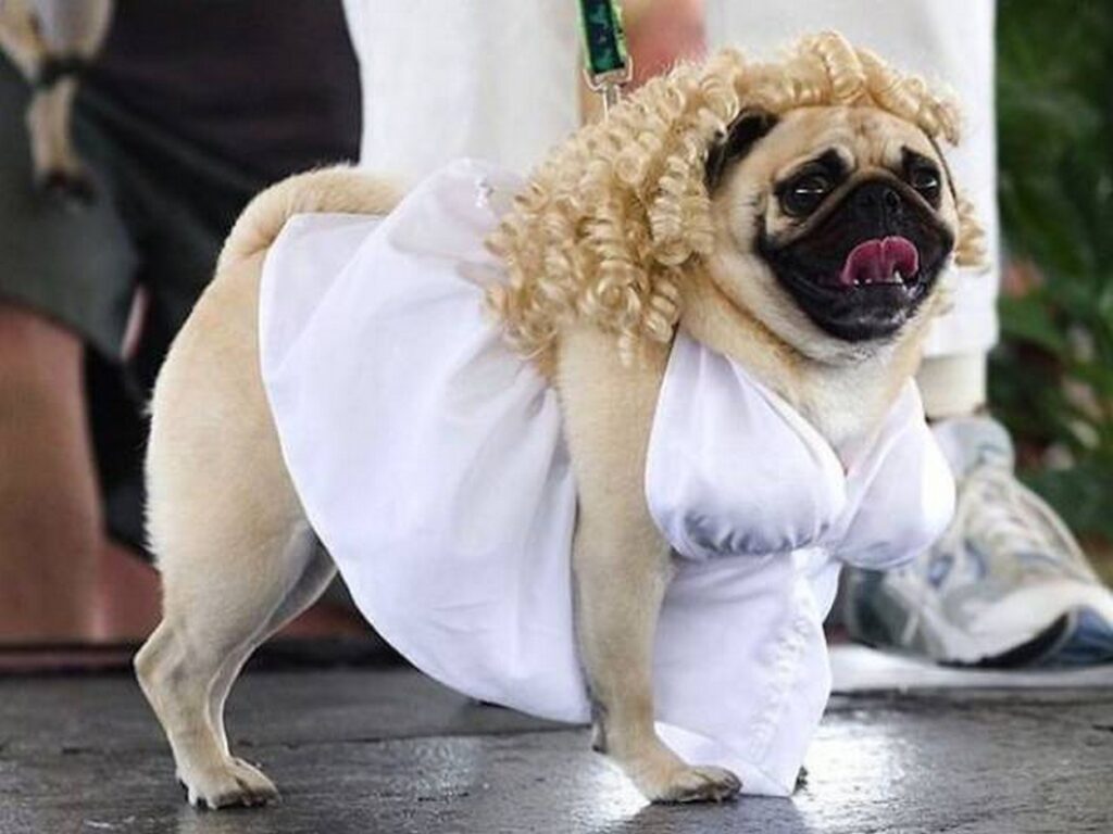 cool_dog_costume_ideas_for_halloween_640_01