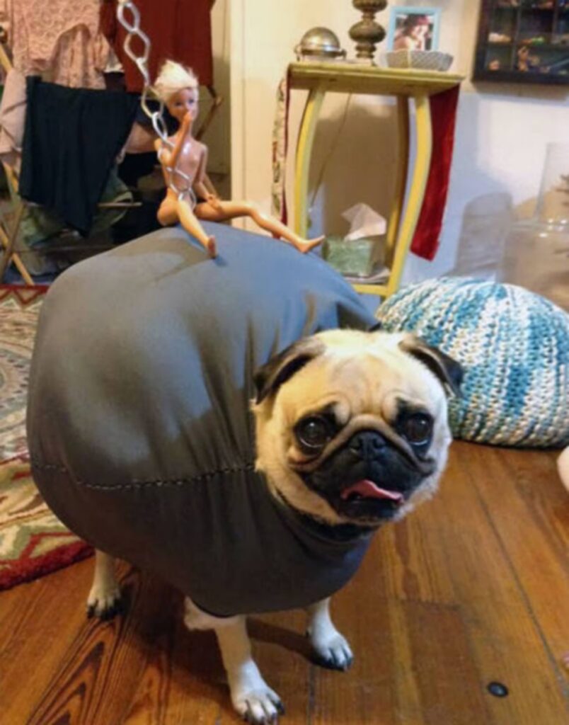 cool_dog_costume_ideas_for_halloween_640_04
