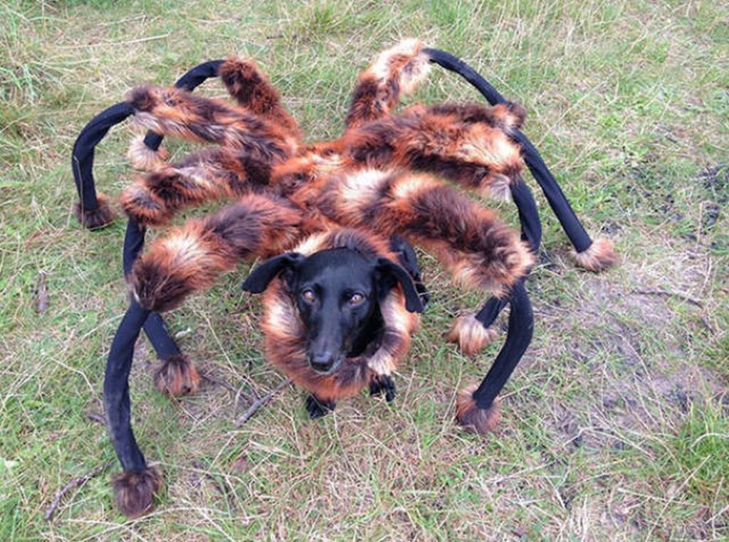 cool_dog_costume_ideas_for_halloween_640_05