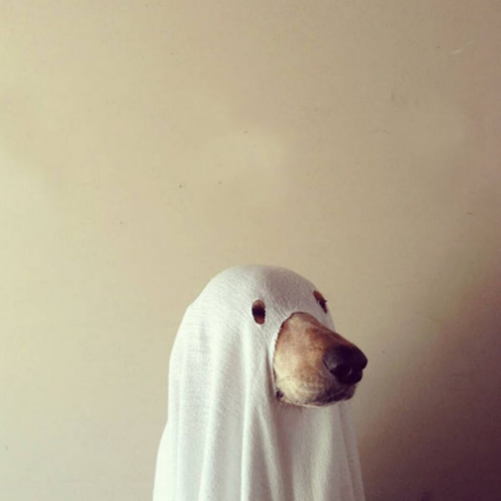 cool_dog_costume_ideas_for_halloween_640_06