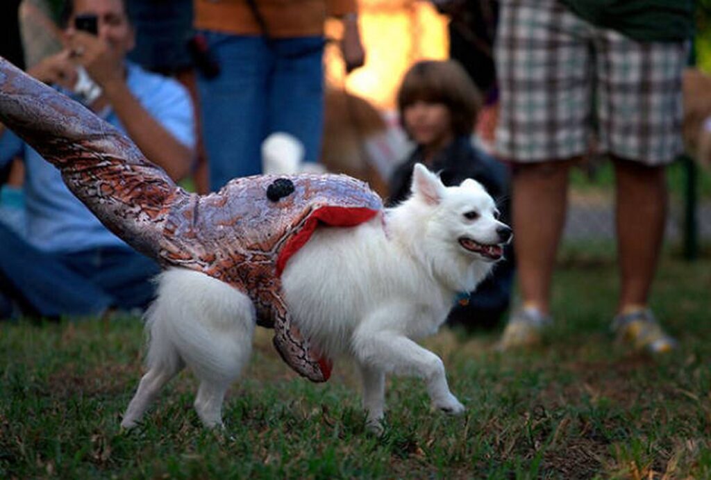 cool_dog_costume_ideas_for_halloween_640_07