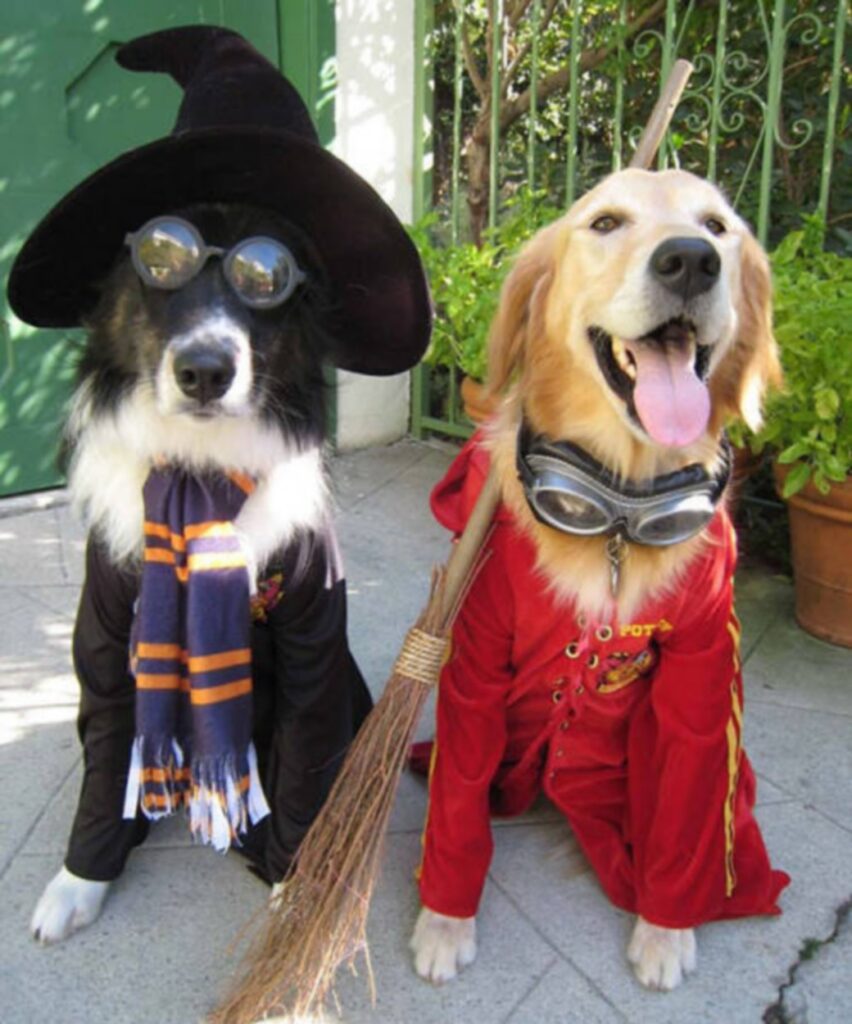 cool_dog_costume_ideas_for_halloween_640_08