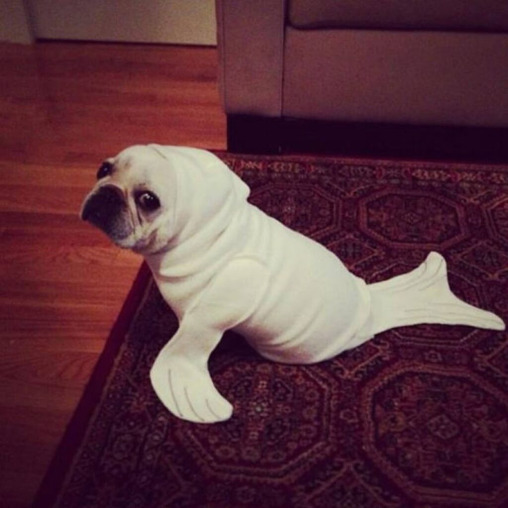 cool_dog_costume_ideas_for_halloween_640_09
