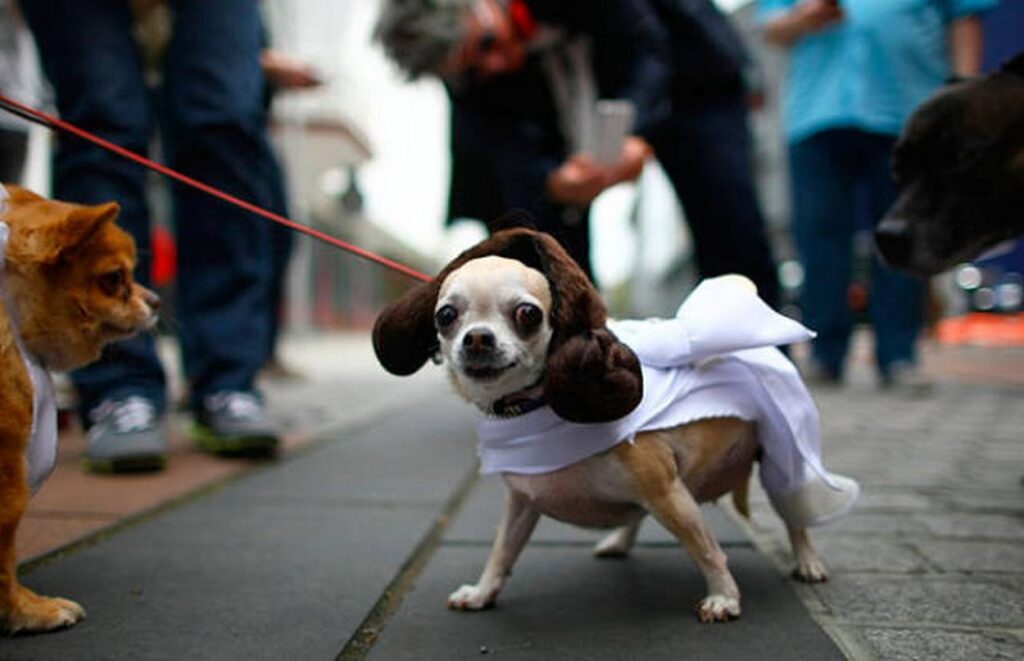 cool_dog_costume_ideas_for_halloween_640_10
