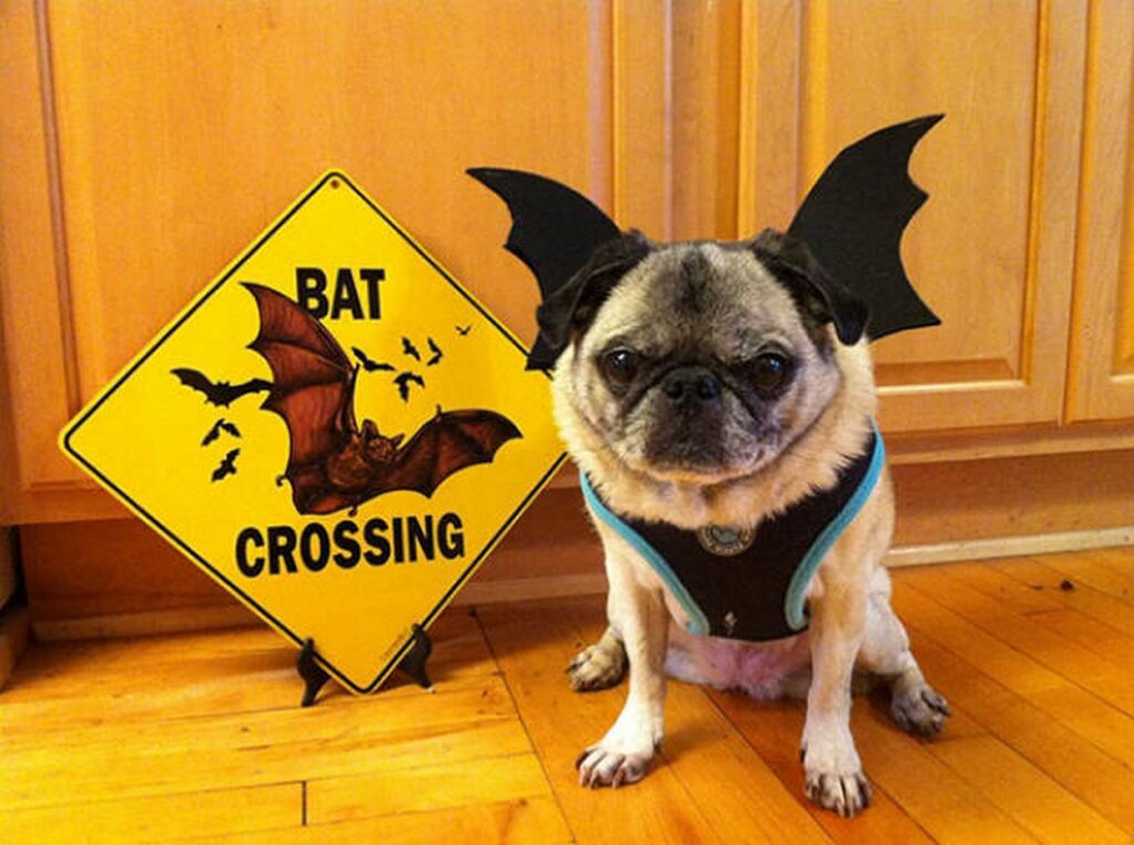cool_dog_costume_ideas_for_halloween_640_12