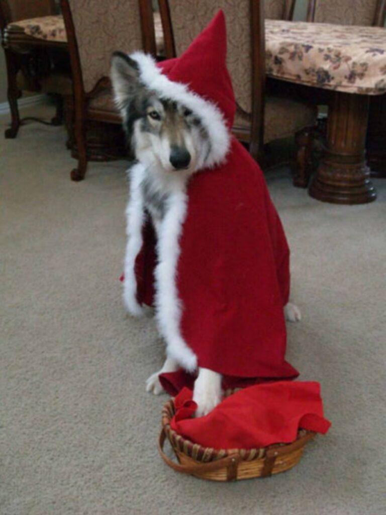 cool_dog_costume_ideas_for_halloween_640_13