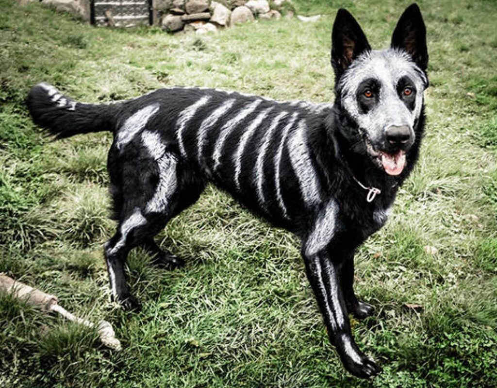 cool_dog_costume_ideas_for_halloween_640_18