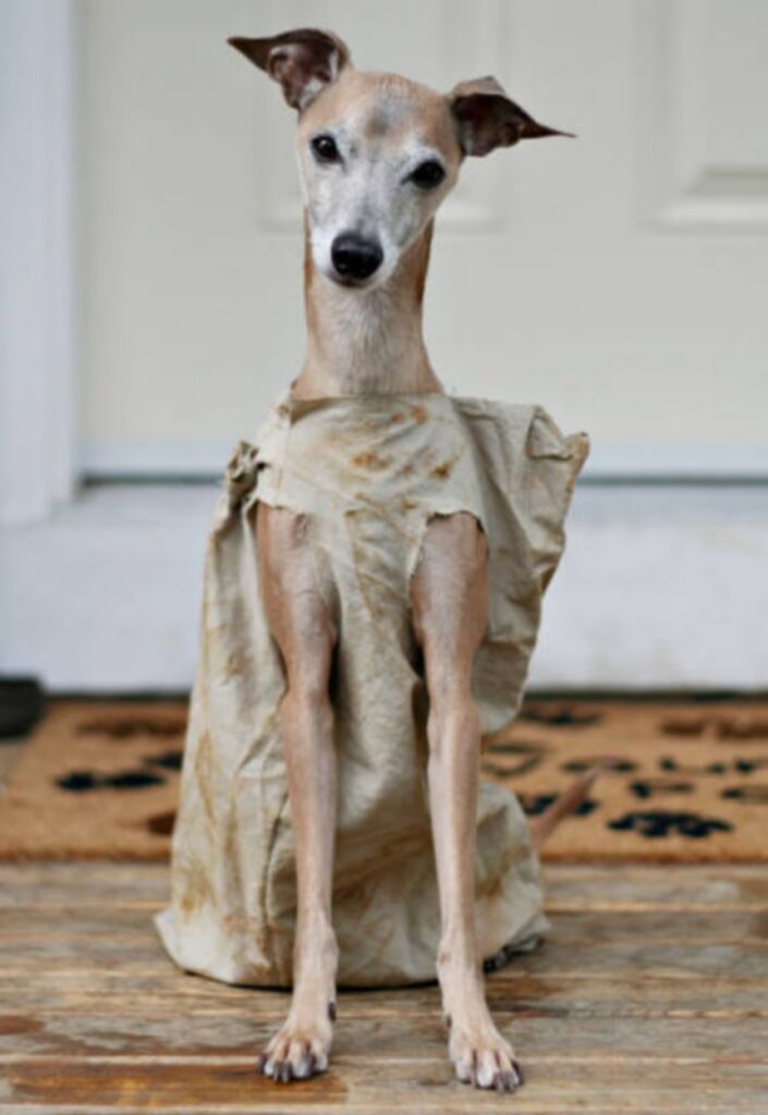 cool_dog_costume_ideas_for_halloween_640_20