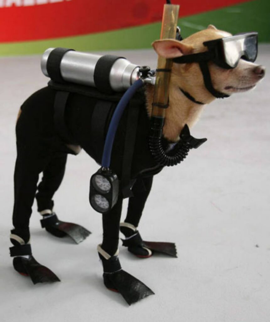 cool_dog_costume_ideas_for_halloween_640_21
