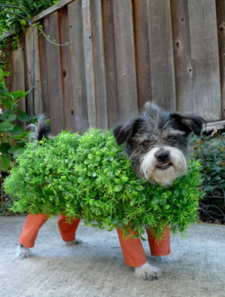 cool_dog_costume_ideas_for_halloween_640_22