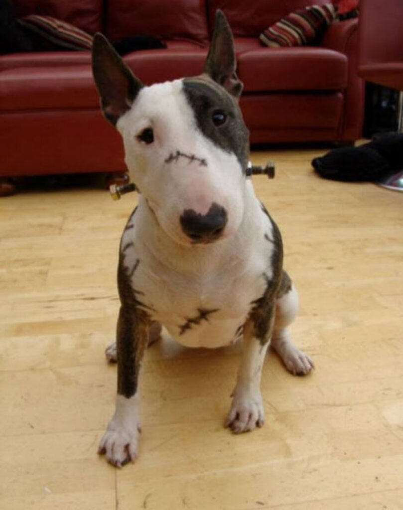 cool_dog_costume_ideas_for_halloween_640_25