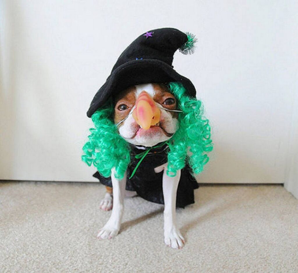 cool_dog_costume_ideas_for_halloween_640_27
