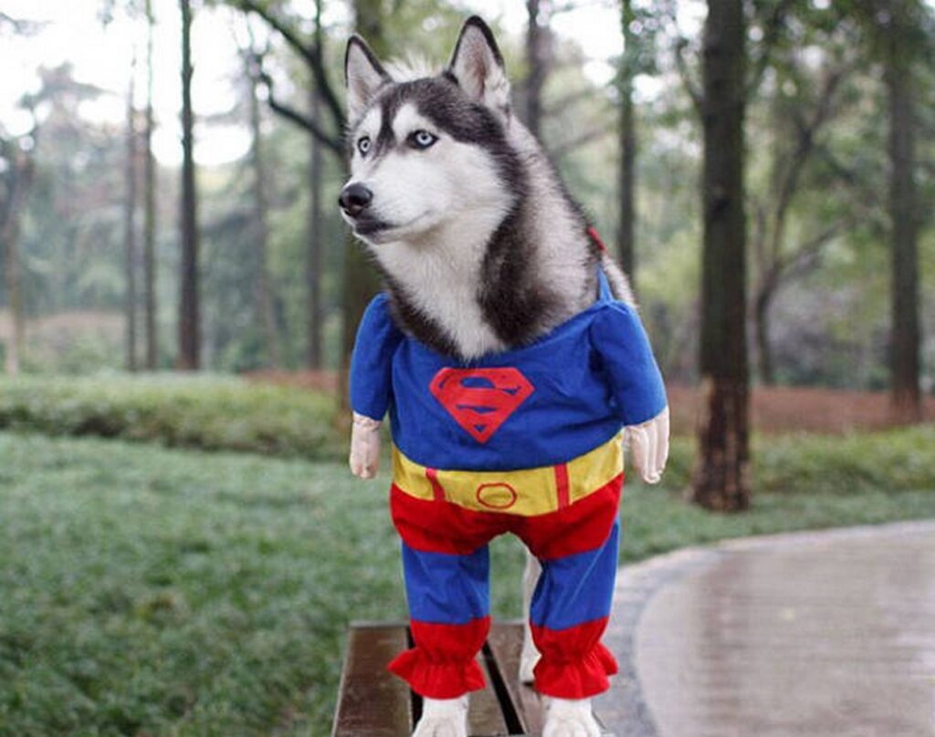 cool_dog_costume_ideas_for_halloween_640_29