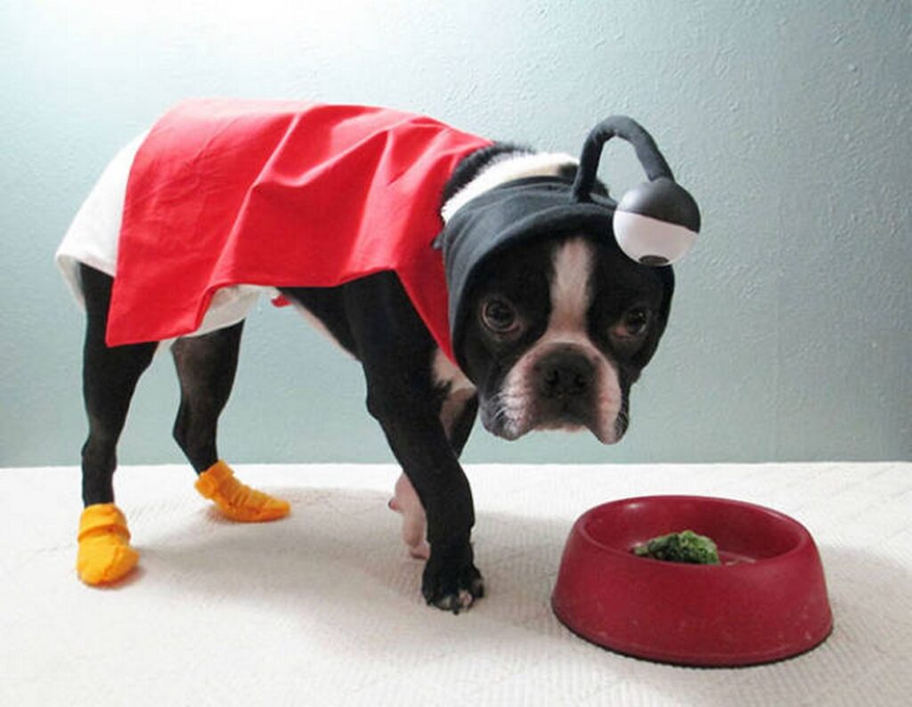 cool_dog_costume_ideas_for_halloween_640_31