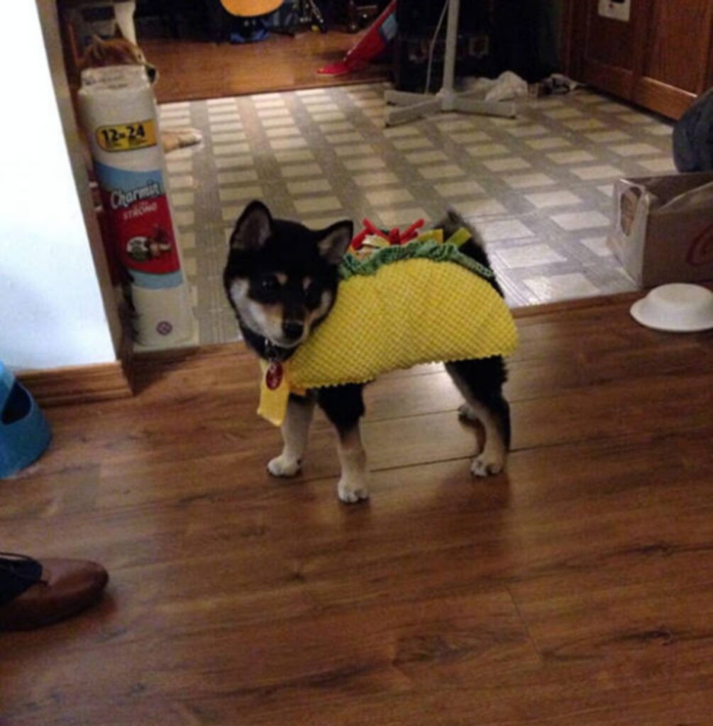 cool_dog_costume_ideas_for_halloween_640_33