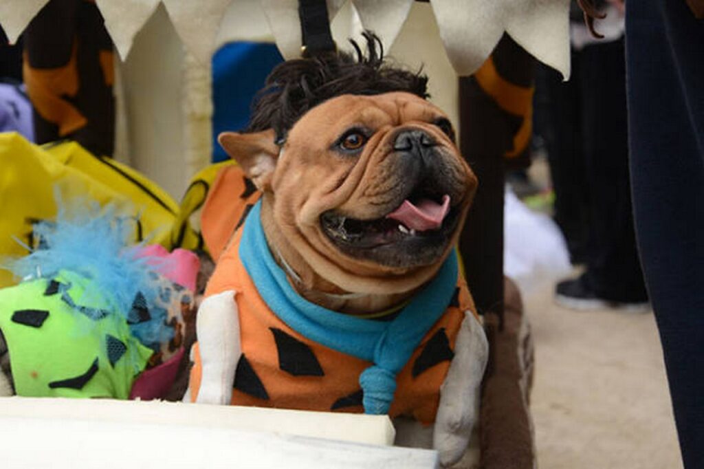 cool_dog_costume_ideas_for_halloween_640_35