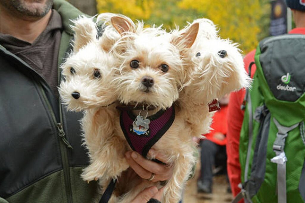 cool_dog_costume_ideas_for_halloween_640_36