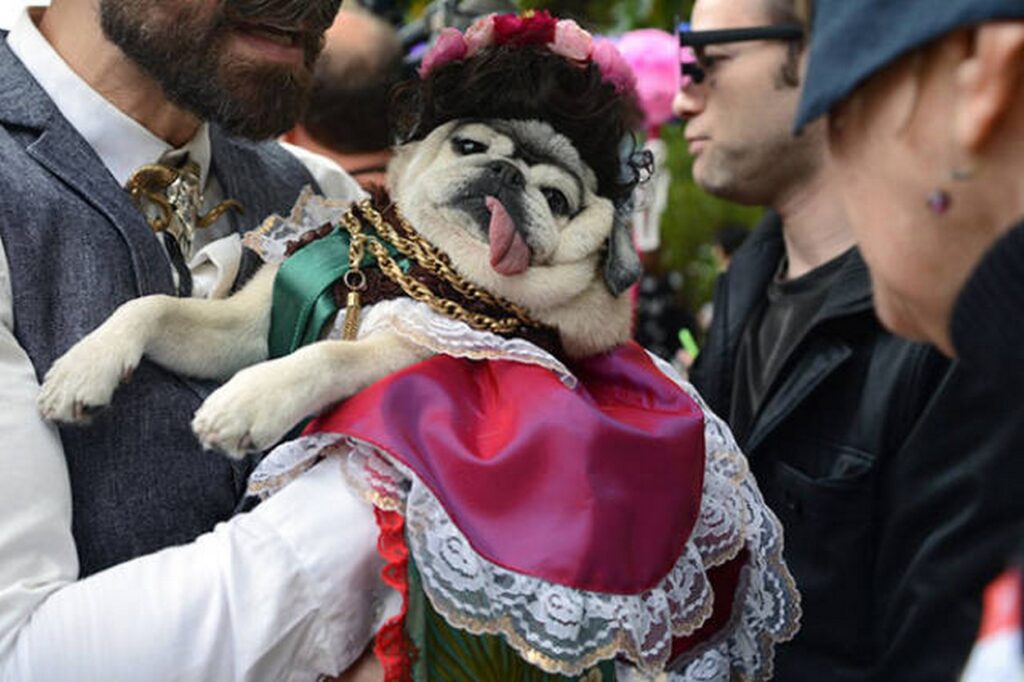 cool_dog_costume_ideas_for_halloween_640_37