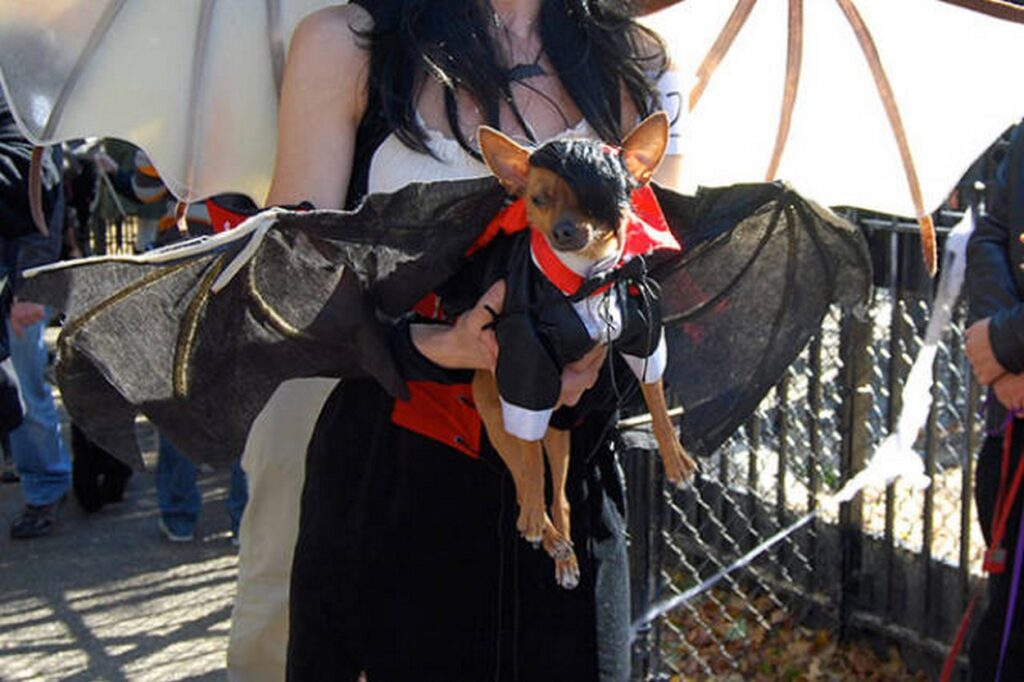 cool_dog_costume_ideas_for_halloween_640_41