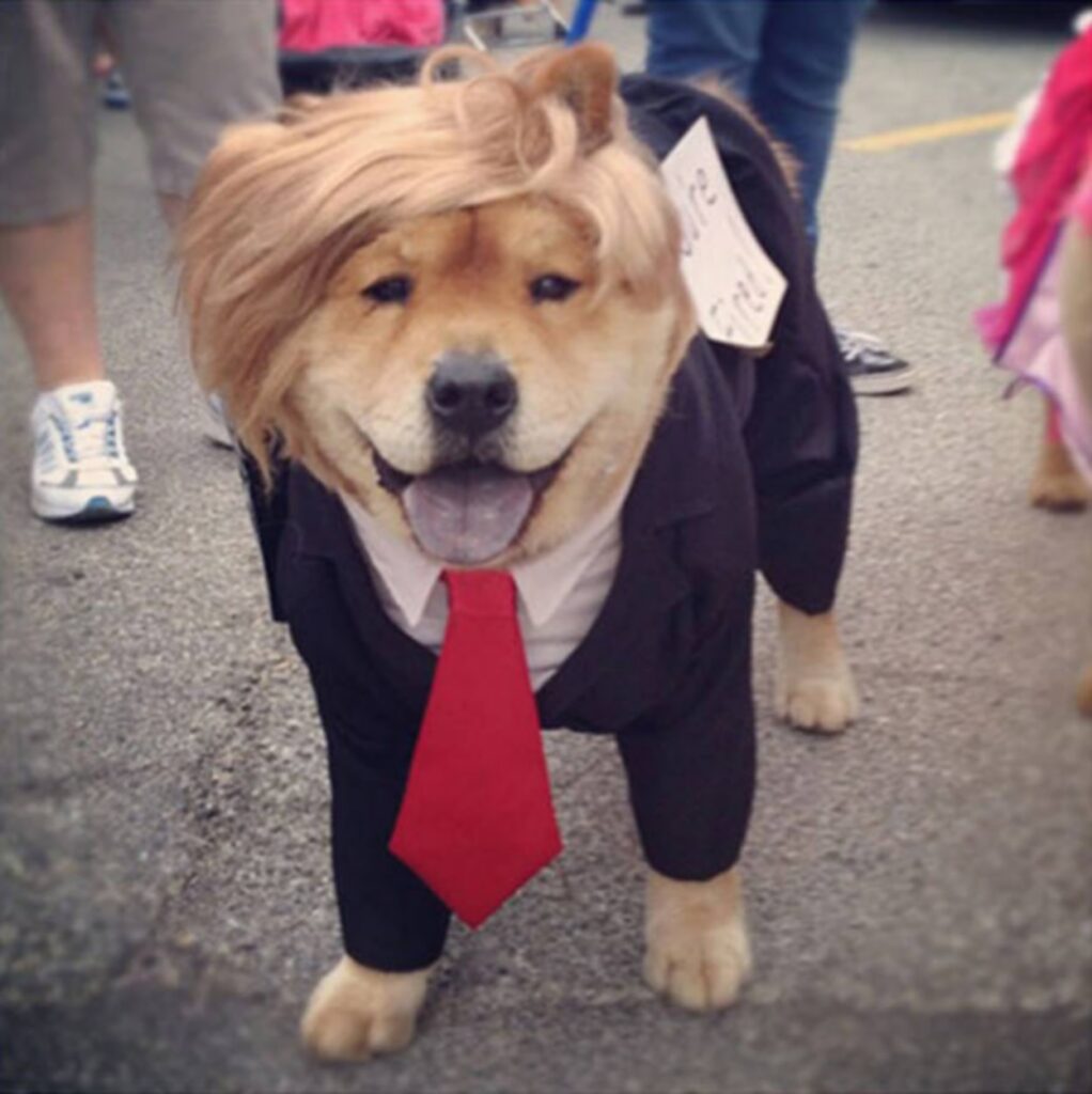 cool_dog_costume_ideas_for_halloween_640_42