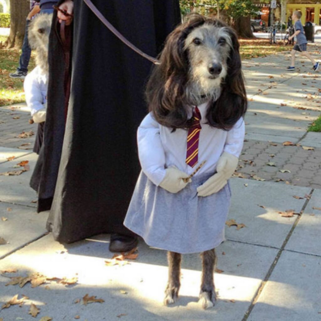 cool_dog_costume_ideas_for_halloween_640_43