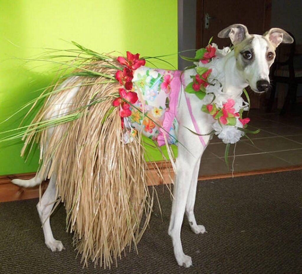 cool_dog_costume_ideas_for_halloween_640_45