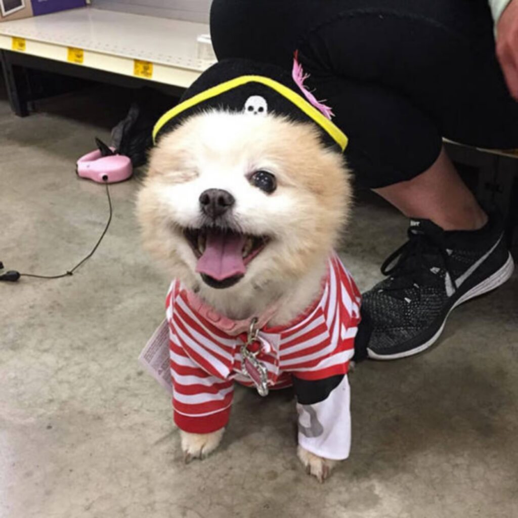 cool_dog_costume_ideas_for_halloween_640_46