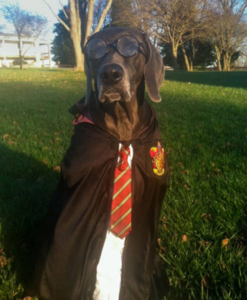 cool_dog_costume_ideas_for_halloween_640_48