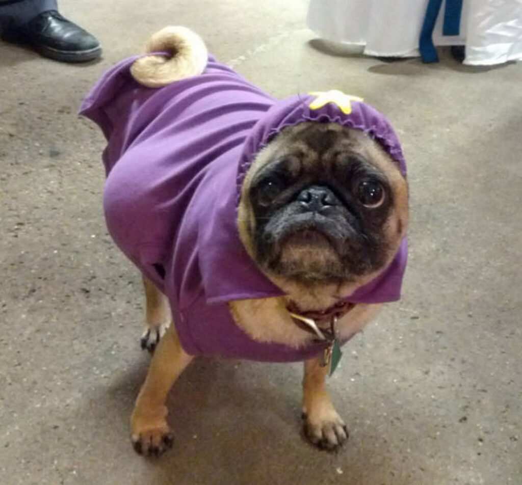 cool_dog_costume_ideas_for_halloween_640_50