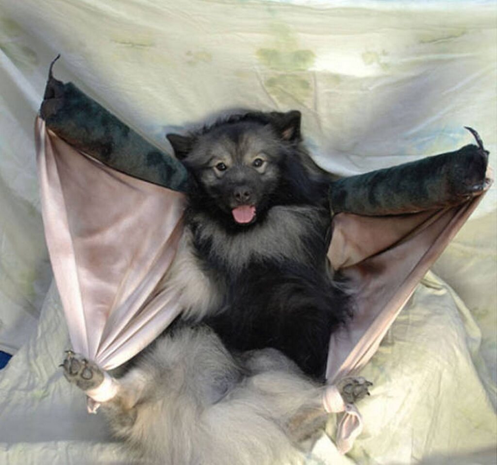 cool_dog_costume_ideas_for_halloween_640_52
