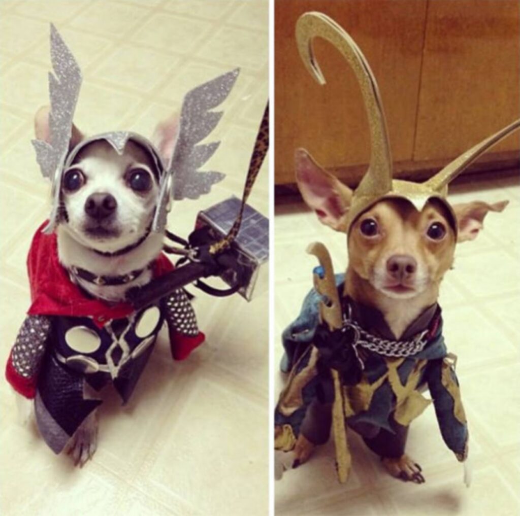 cool_dog_costume_ideas_for_halloween_640_56