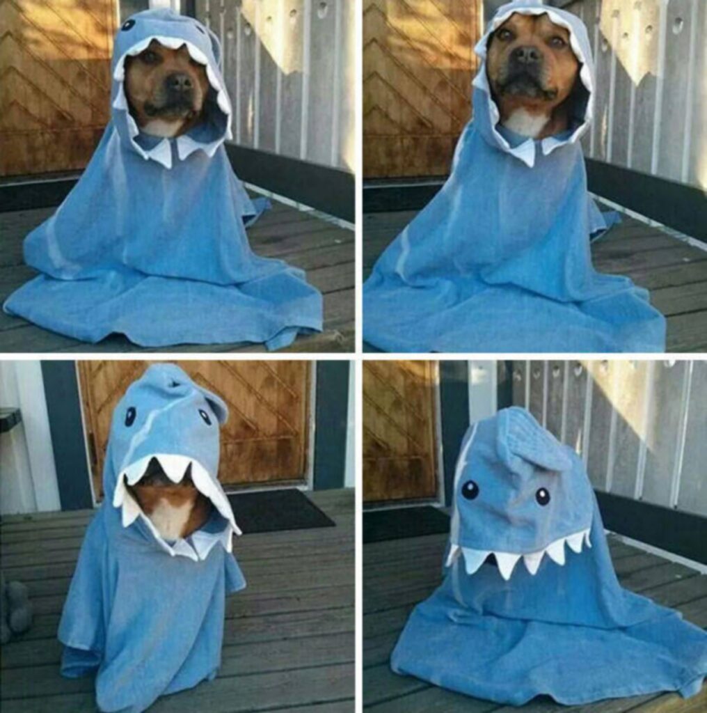 cool_dog_costume_ideas_for_halloween_640_high_17