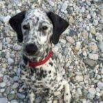 Mimetizzazione perfetta, quando il caso rende invisibili persone, animali e oggetti